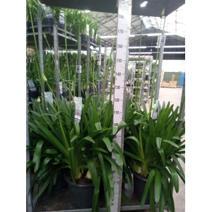Agapanthus  'Big Blue'