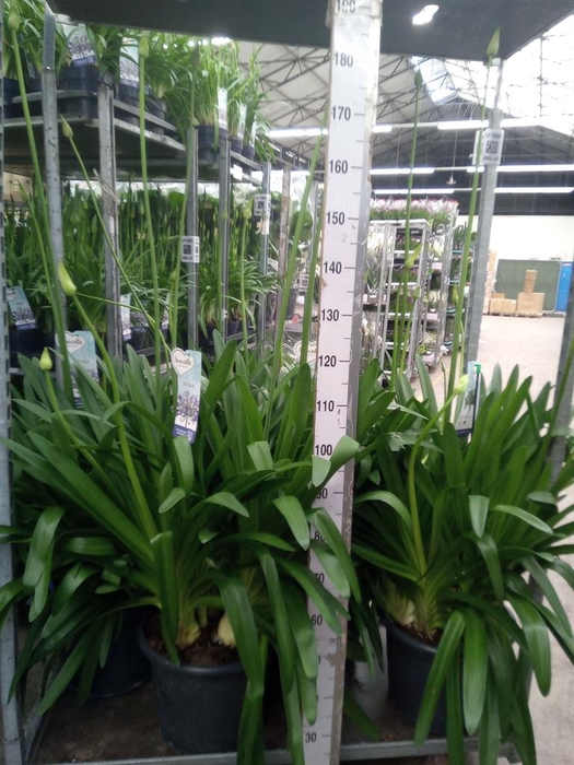 <h4>Agapanthus  'Big Blue'</h4>