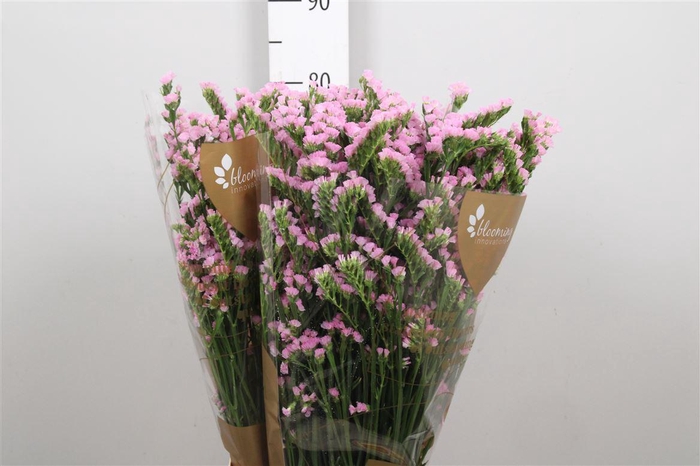 <h4>Lim S Lucia Pink</h4>