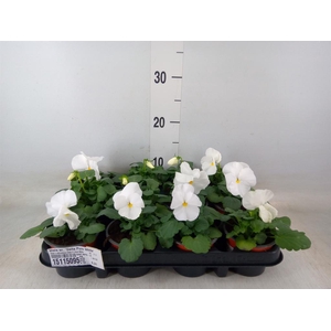 Viola wr. 'Delta Pure White'