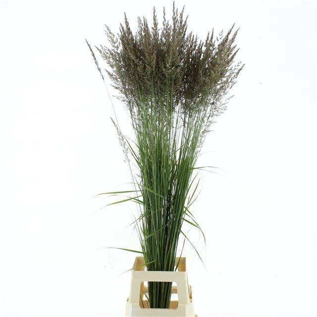<h4>CALAMAGROSTIS BRACHY</h4>