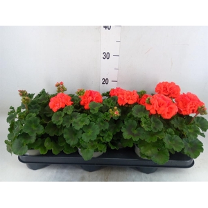 Pelargonium zona. 'Savannah Orange'