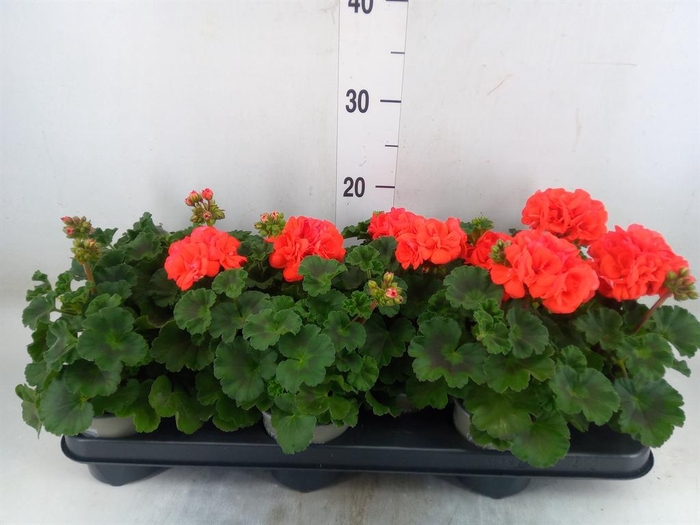 <h4>Pelargonium zona. 'Savannah Orange'</h4>
