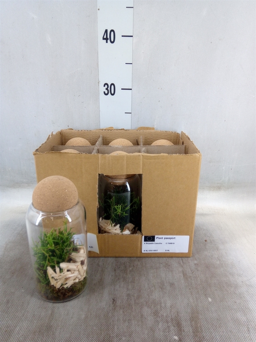 <h4>Arr.   Kamerplant Groen L%</h4>
