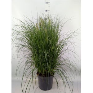 Pennisetum alopec. 'Hameln'