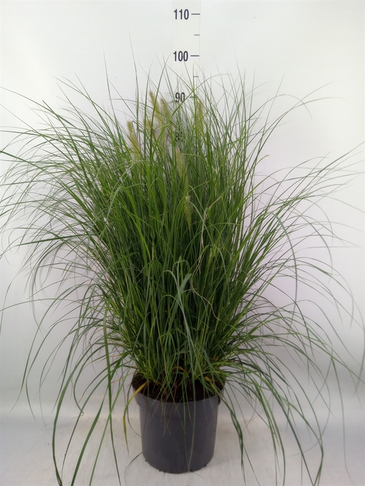 <h4>Pennisetum alopec. 'Hameln'</h4>
