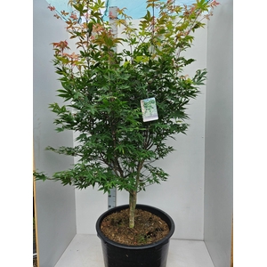 Acer palmatum Osakazuki