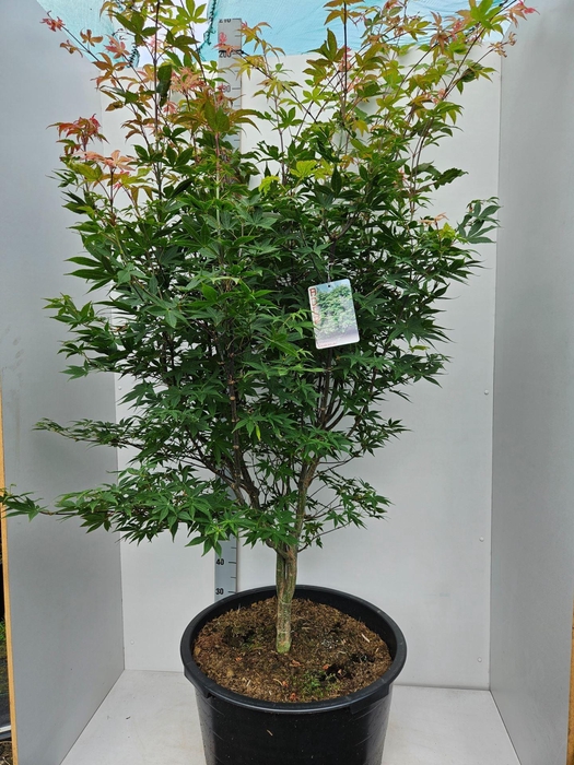 <h4>Acer palmatum Osakazuki</h4>