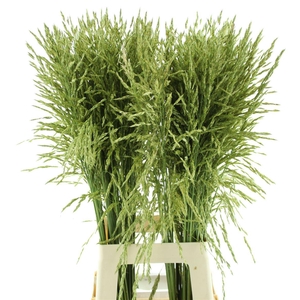 Panic Mi Umbrella White