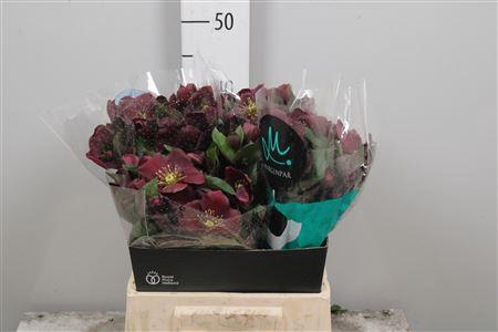 <h4>Hell Classic One</h4>