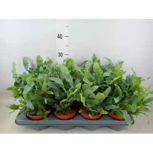 Phlebodium aureum 'Blue Star'