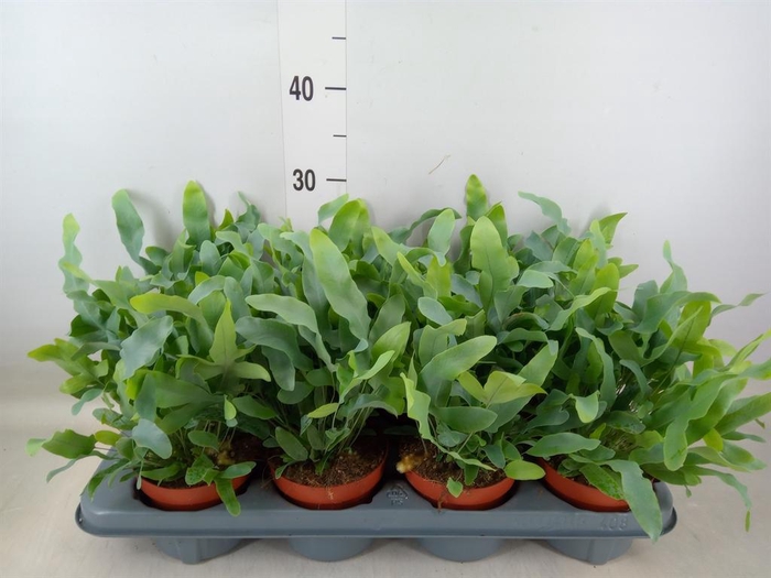 <h4>Phlebodium aureum 'Blue Star'</h4>