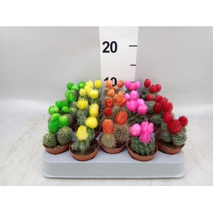 Cactus   ...decorated
