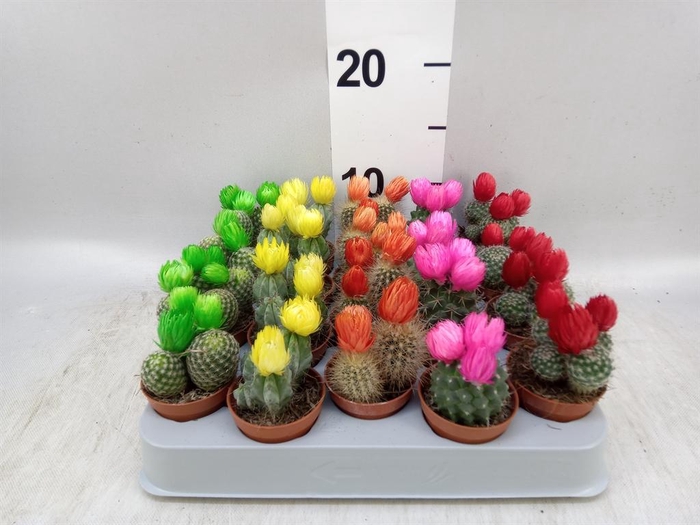 <h4>Cactus ...decorated</h4>