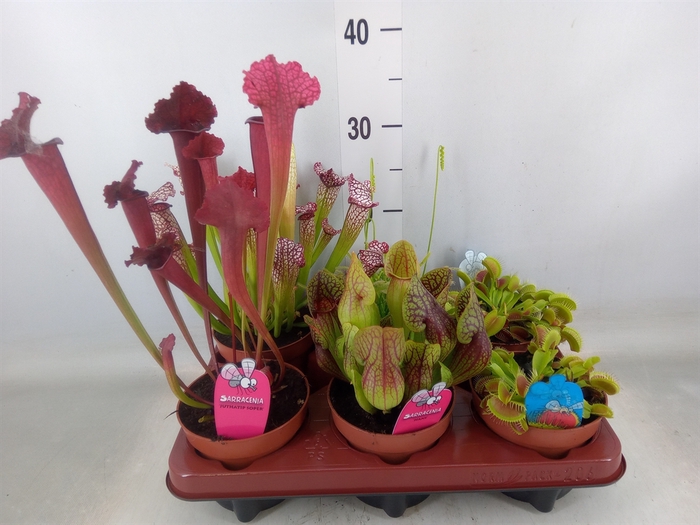<h4>Vleesetende planten</h4>