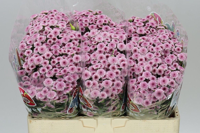 <h4>Sant Mad Bico Tyolo</h4>