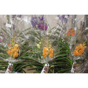 ORQUIDEA VANDA CESTA VAZADA