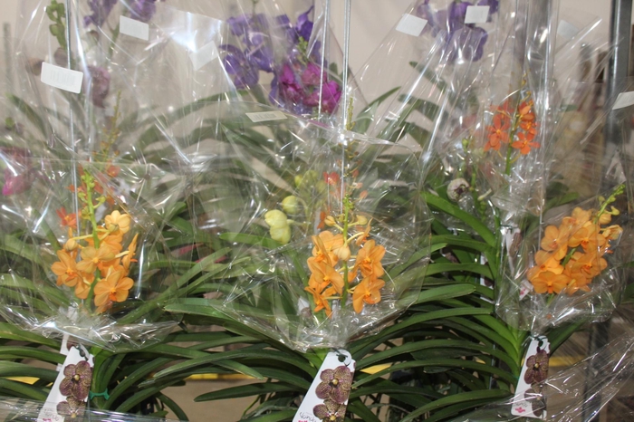 <h4>ORQUIDEA VANDA CESTA VAZADA</h4>