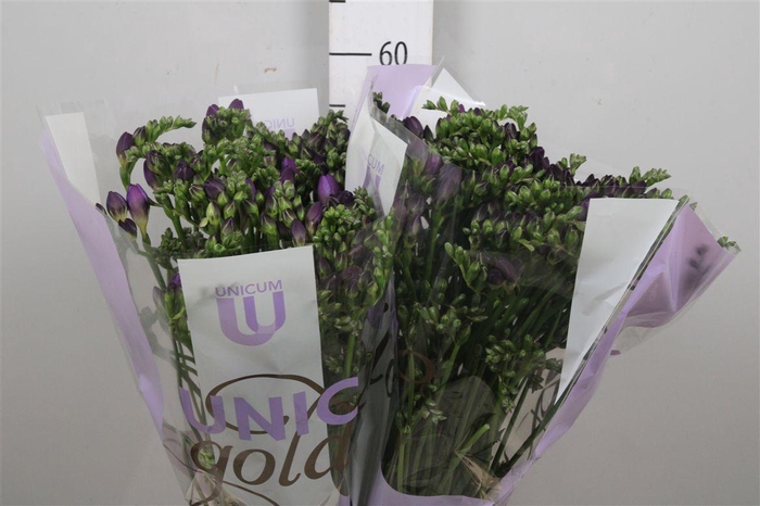 <h4>Fr Du Blue Bayou</h4>