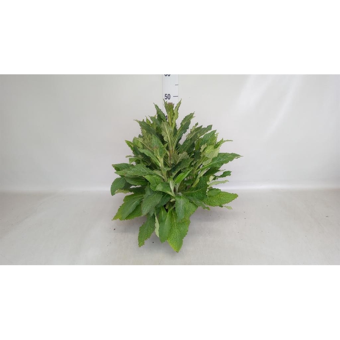 <h4>Digitalis  'Pink Panther'</h4>