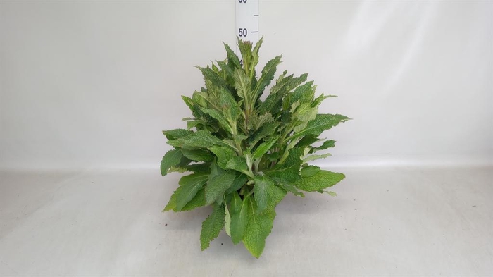 <h4>Digitalis  'Pink Panther'</h4>