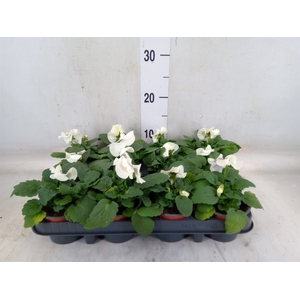 Viola wr. 'Colossus White wBlotch'