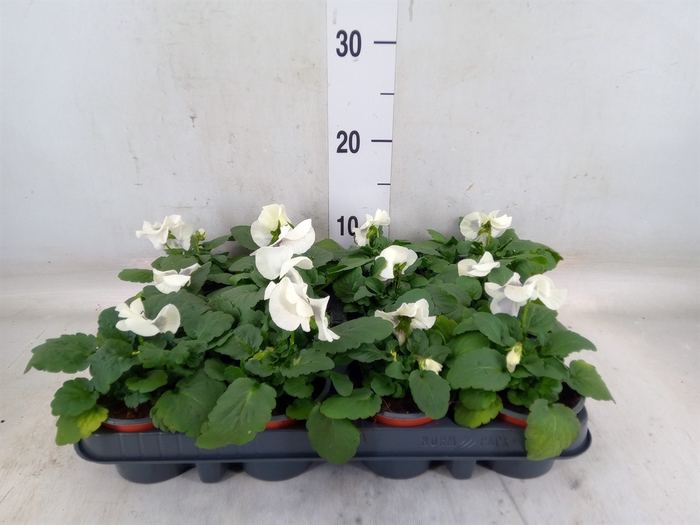 <h4>Viola wr. 'Colossus White wBlotch'</h4>