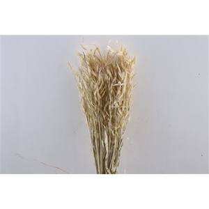 DRY AVENA FROSTED WHITE