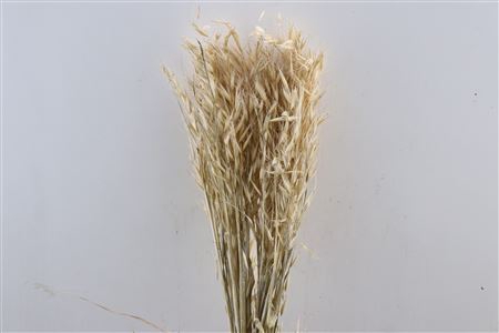 <h4>DRY AVENA FROSTED WHITE</h4>