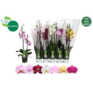 PHAL GEM 7 KL
