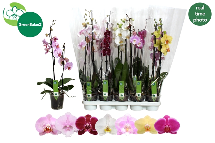 <h4>PHAL GEM 7 KL</h4>