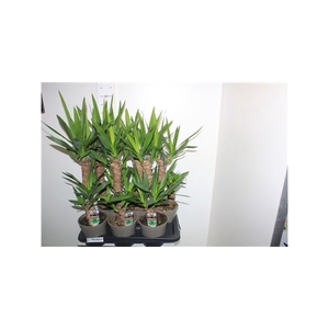 Yucca 45-20 Cm