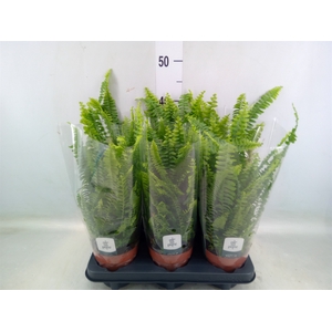 Nephrolepis exal. 'Green Lady'