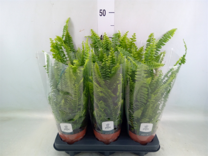 <h4>Nephrolepis exal. 'Green Lady'</h4>