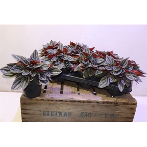 arr8 Pep Ca Santorini