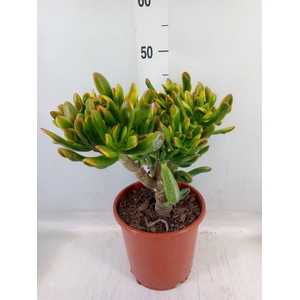 Crassula ovata 'Horn Tree'