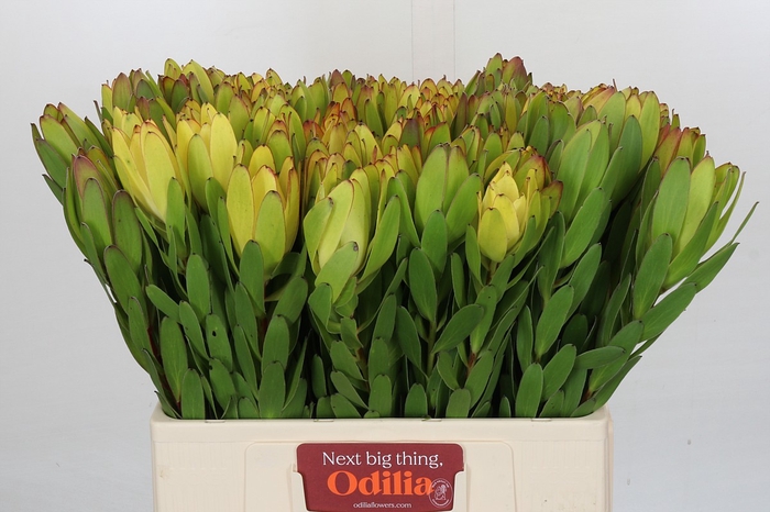 <h4>Leucadendron Goldstrike</h4>