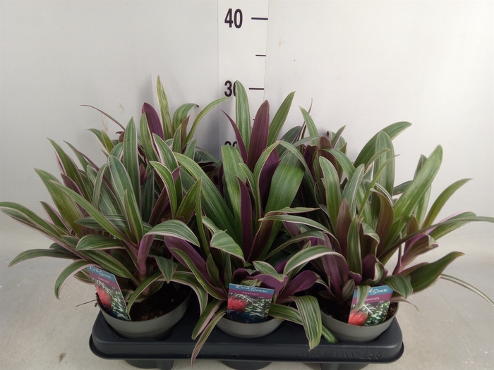 <h4>Tradescantia   ...</h4>