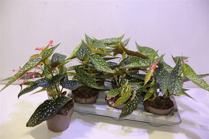 <h4>arr8 Beg Ma Wightii</h4>