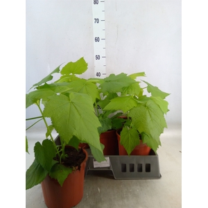 Sparrmannia africana