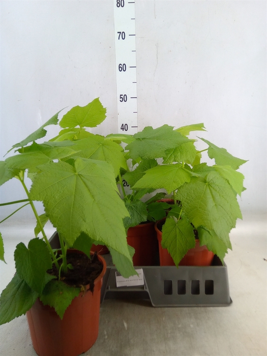 <h4>Sparrmannia africana</h4>