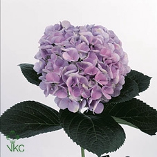 Hydrangea mag opal