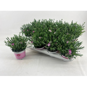Dianthus Pink Kisses