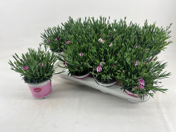 <h4>Dianthus Pink Kisses</h4>