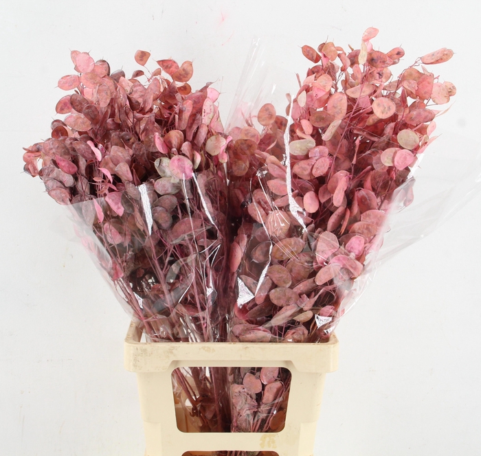 <h4>DROOGBL BEWERKT H%</h4>