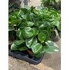 Peperomia Green Gold