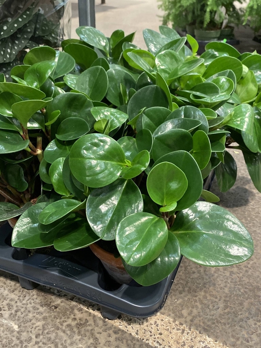 Peperomia Green Gold