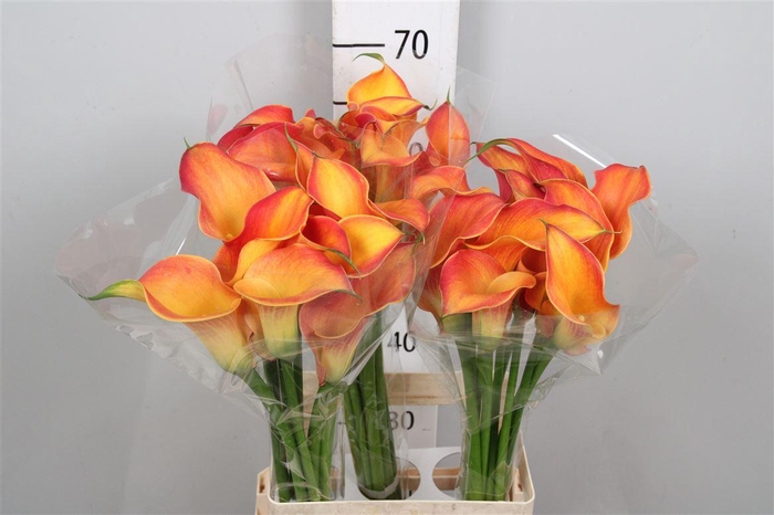 <h4>Zant Morning Sun</h4>