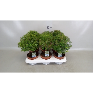 Myrtus communis