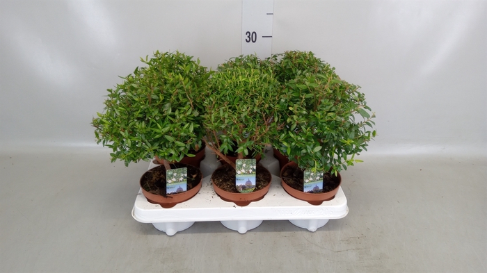 <h4>Myrtus communis</h4>
